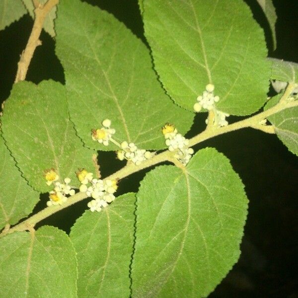 Guazuma ulmifolia Blad