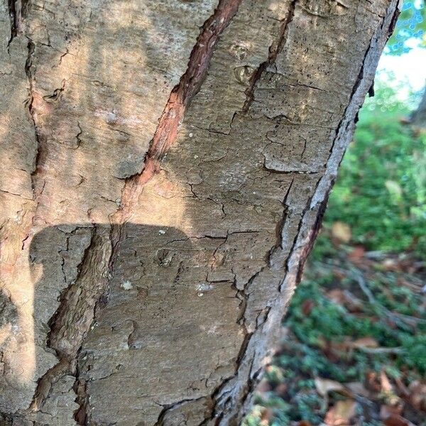 Pinus parviflora Bark