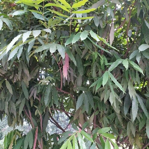 Amherstia nobilis Blatt