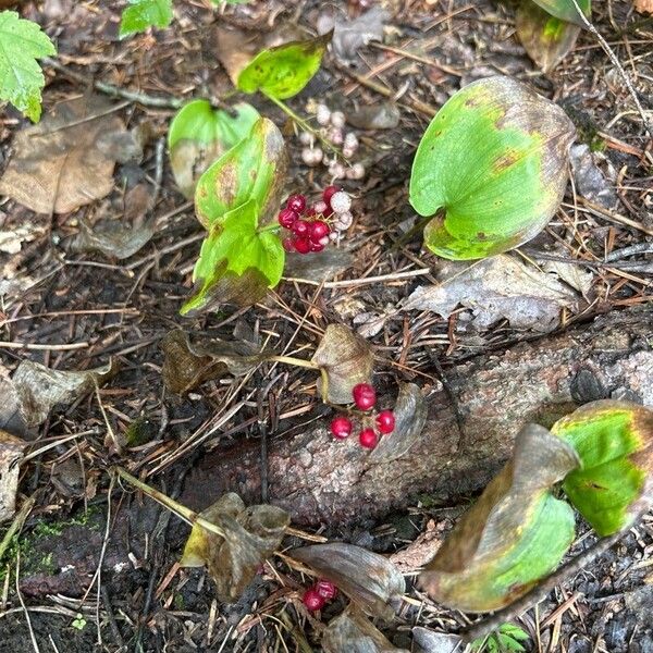 Maianthemum canadense Fruit