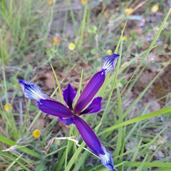 Iris spuria Fiore