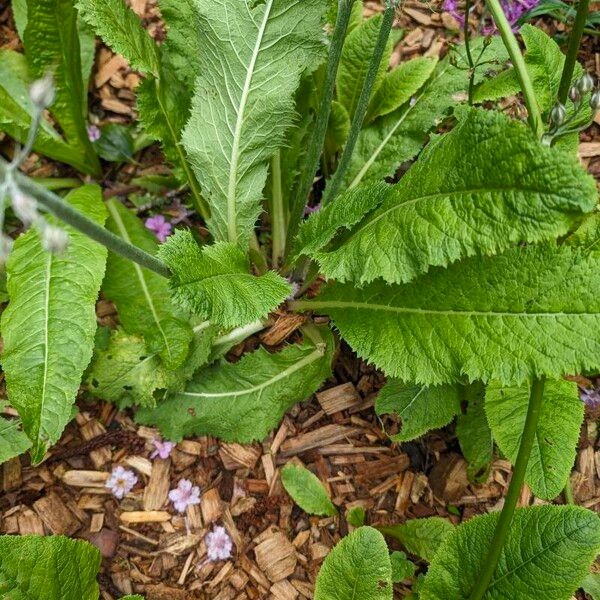 Primula bulleyana Fuelha