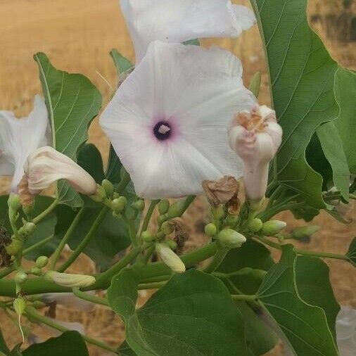 Ipomoea carnea Blomst