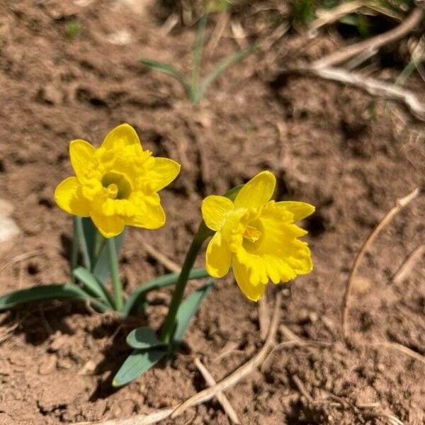 Narcissus minor Floro