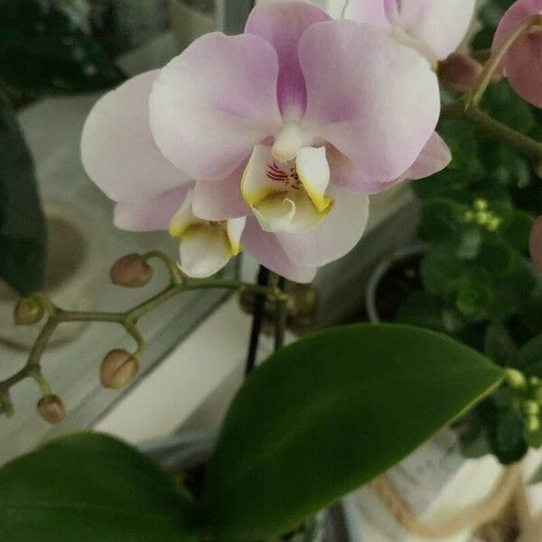 Phalaenopsis amabilis Flor