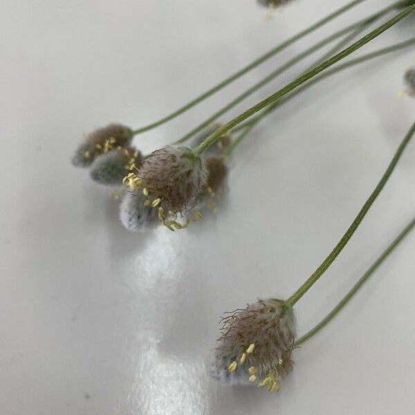 Plantago lagopus Flower