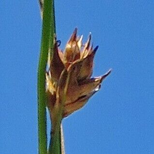 Carex divulsa Flor