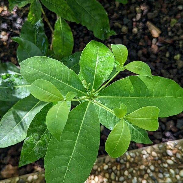 Rauvolfia tetraphylla Лист