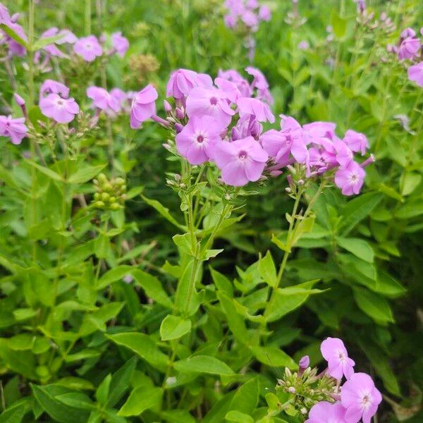 Phlox maculata Цвят