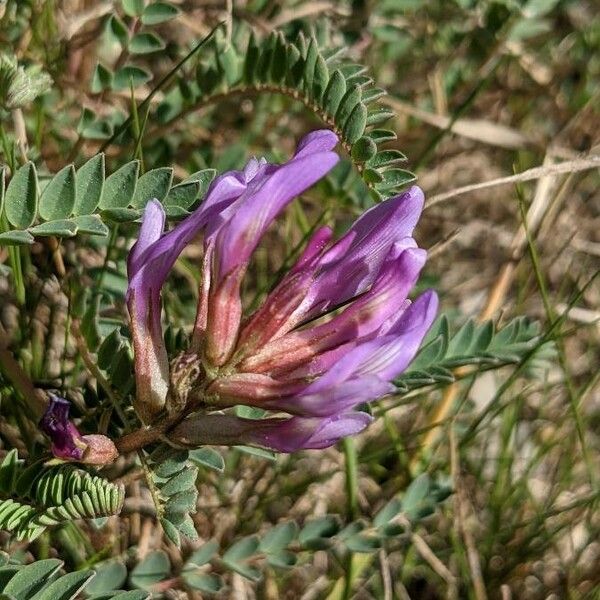 Astragalus monspessulanus Квітка