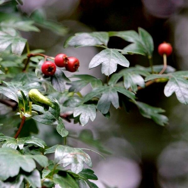 Crataegus x subsphaerica Fruitua