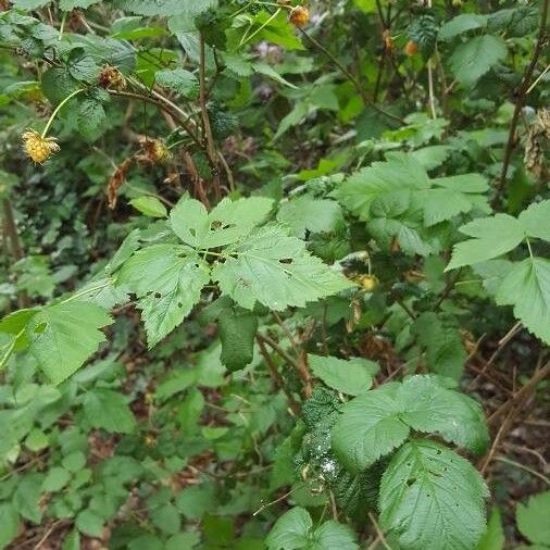 Rubus spectabilis অভ্যাস