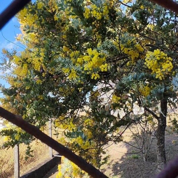 Acacia cultriformis Flor