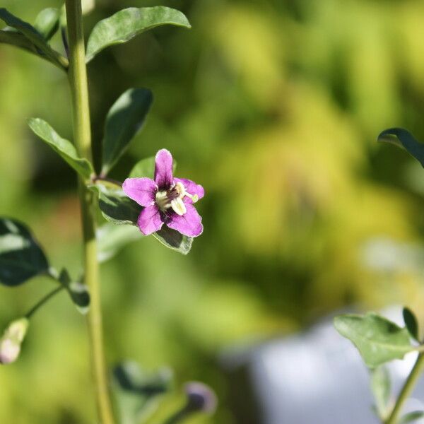 Lycium chinense Flower