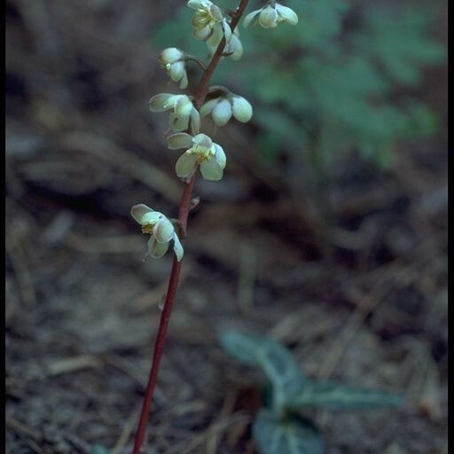 Pyrola picta Hábito