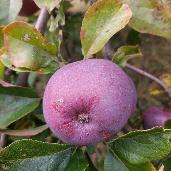 Malus hupehensis Froito