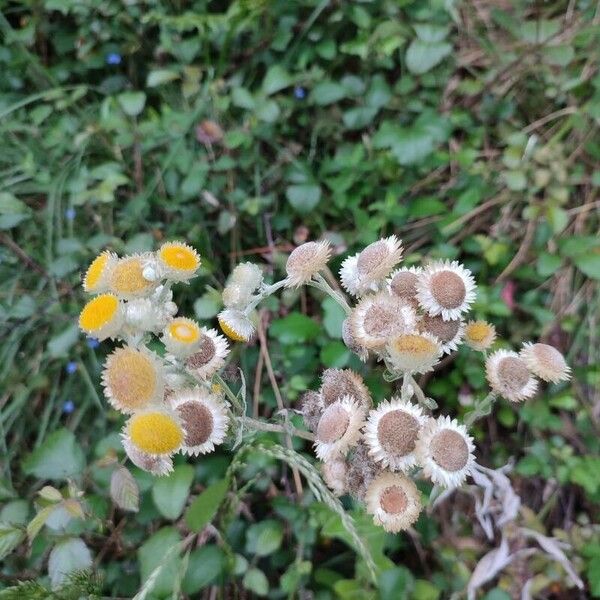 Helichrysum foetidum Blomst