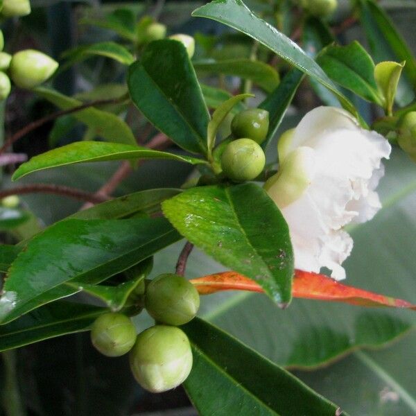 Gordonia fruticosa Fruit