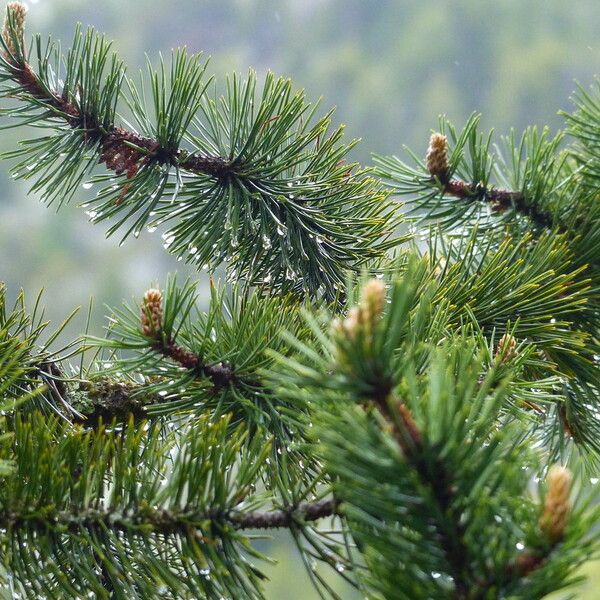 Pinus cembroides Leaf