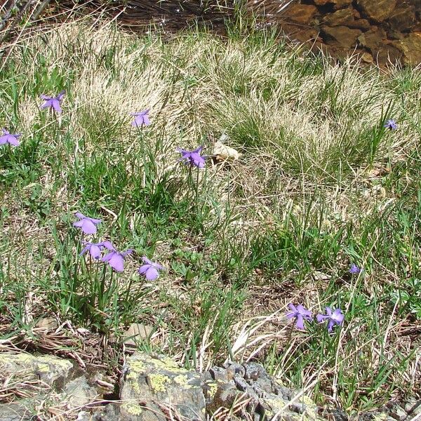 Viola calcarata Цвят