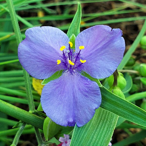 Tradescantia ohiensis फूल