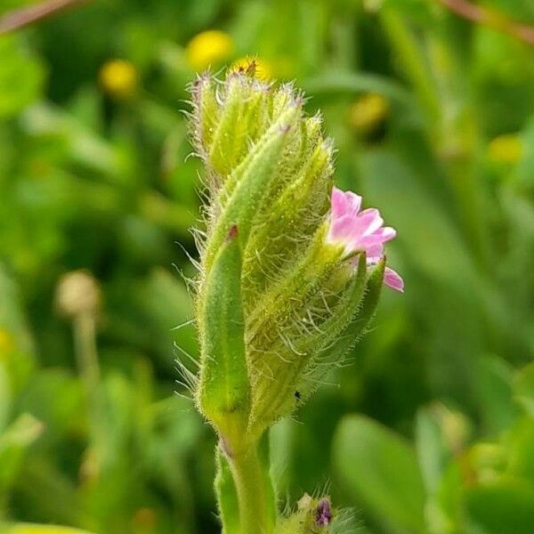 Silene gallica Virág