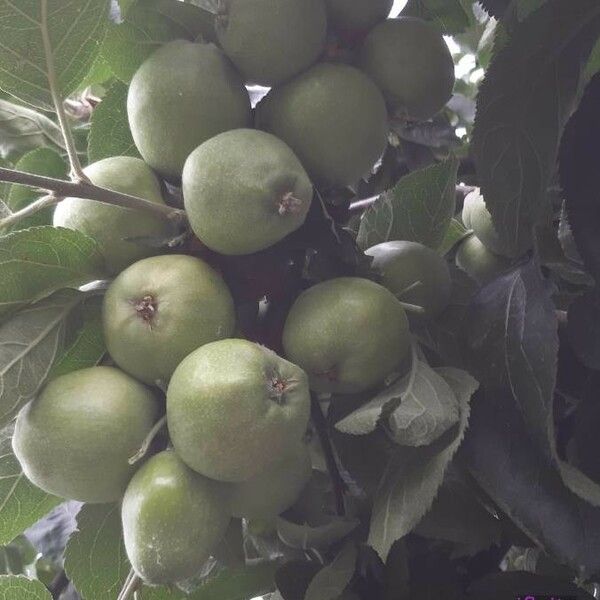 Malus pumila Fruit