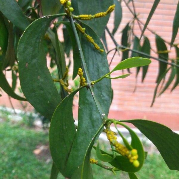 Acacia auriculiformis 花