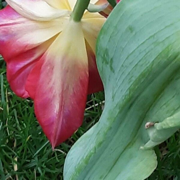 Tulipa agenensis Лист