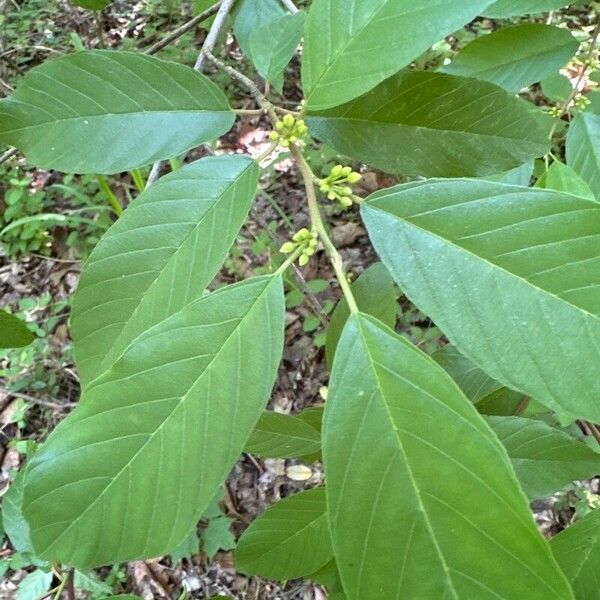 Frangula californica ഇല