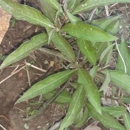 Eclipta prostrata পাতা