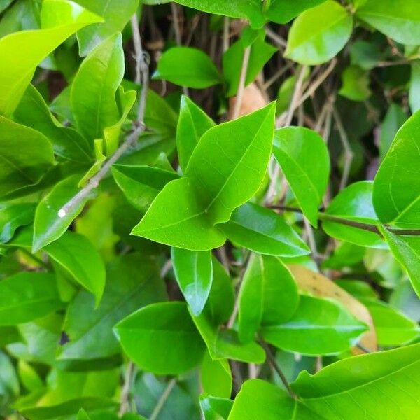 Bignonia callistegioides Leaf