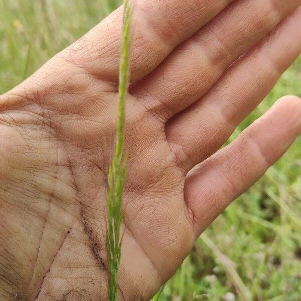 Festuca myuros Ffrwyth