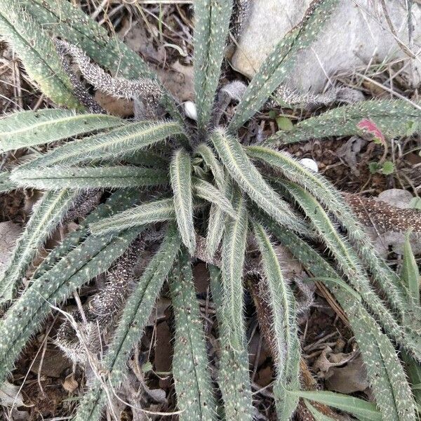 Echium albicans Hoja