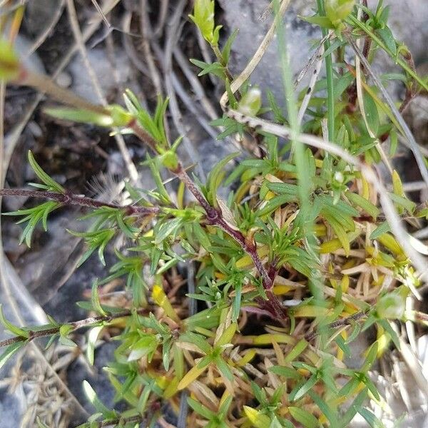 Cerastium arvense Foglia