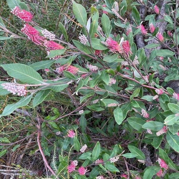 Grevillea macleayana फूल