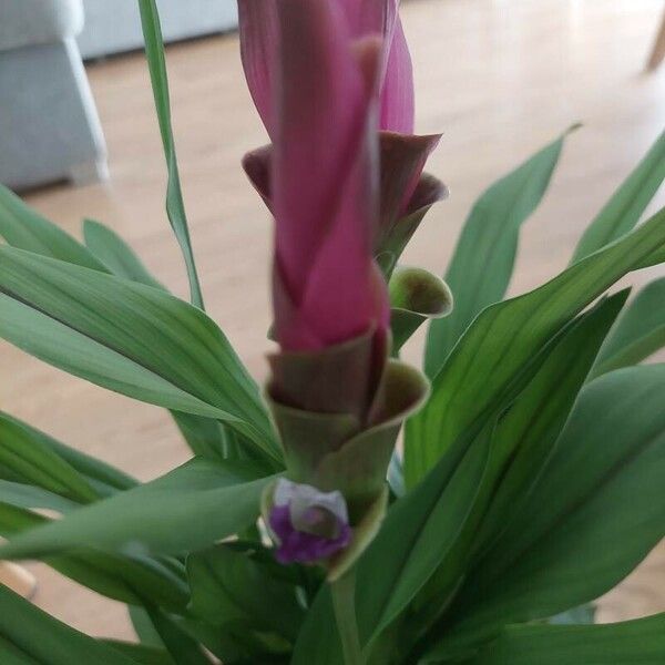 Curcuma alismatifolia Цветок