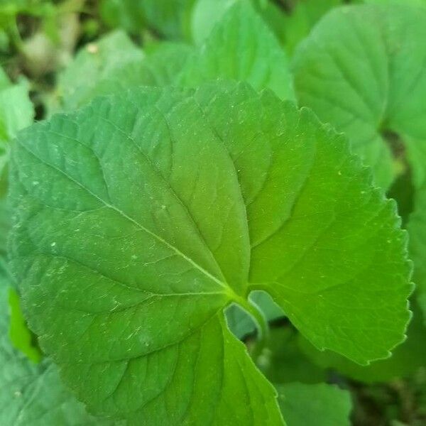 Viola pubescens Leaf