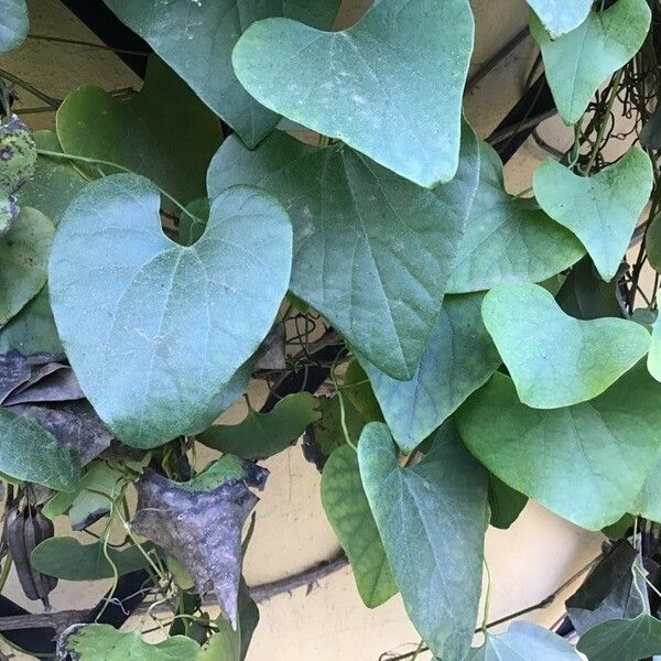 Aristolochia littoralis Foglia