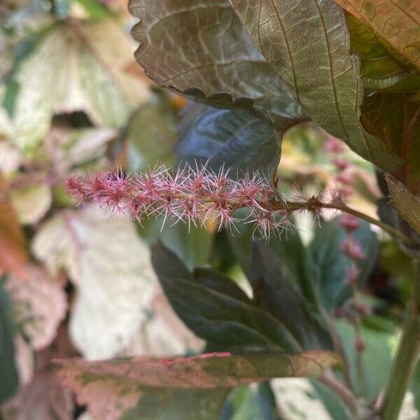 Acalypha wilkesiana Blodyn