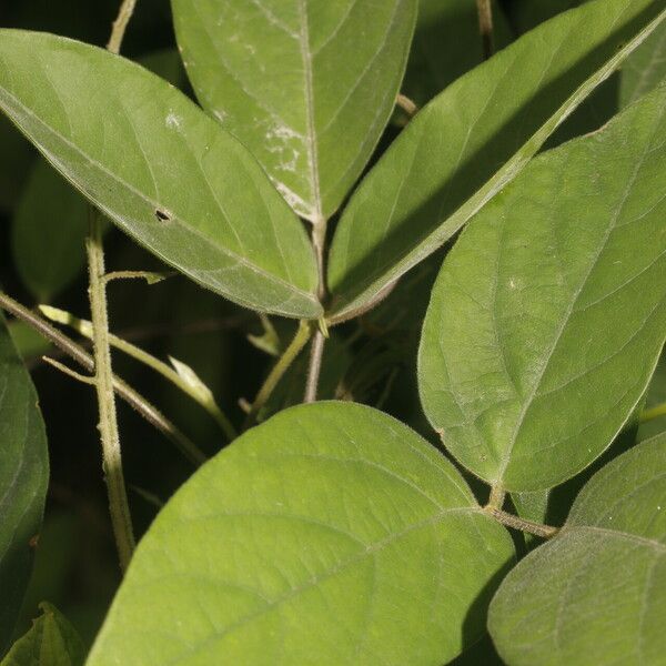 Centrosema pubescens Blad