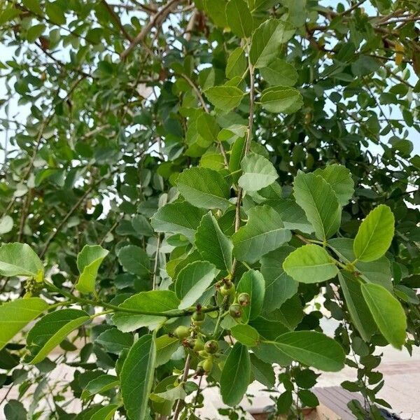 Cordia dichotoma Outro