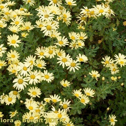 Argyranthemum maderense Habitat