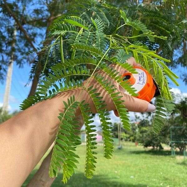 Leucaena leucocephala Leaf