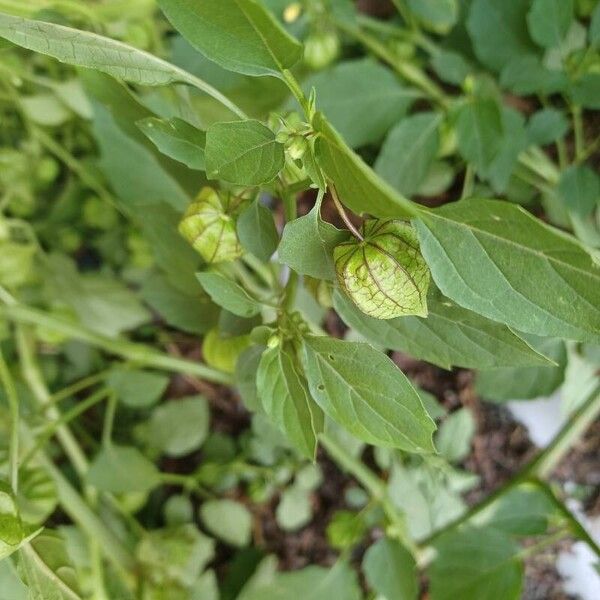 Physalis angulata Фрукт