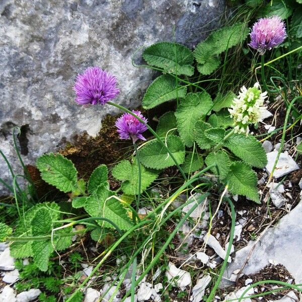 Allium schoenoprasum Costuma