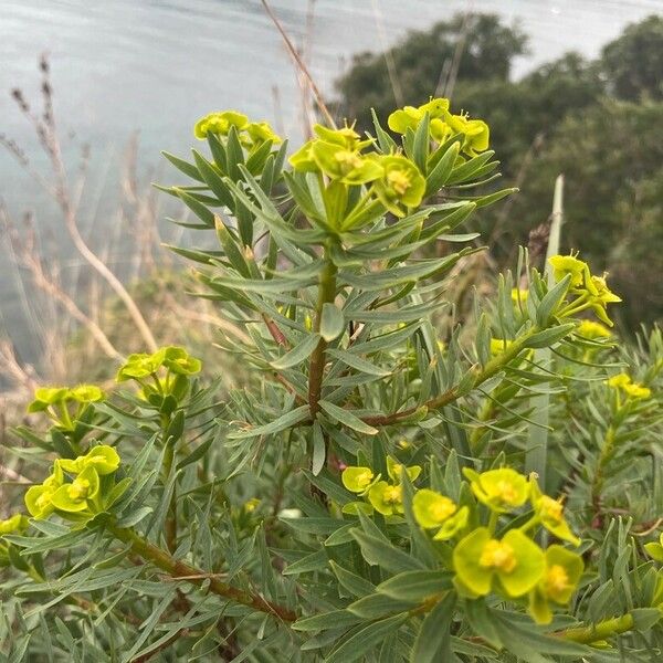 euphorbia dendroides plant