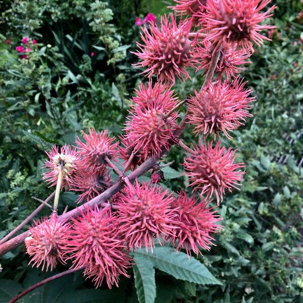 Ricinus communis Frugt