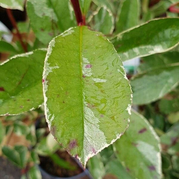 Photinia fraseri برگ