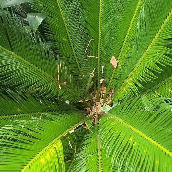 Cycas revoluta Φύλλο